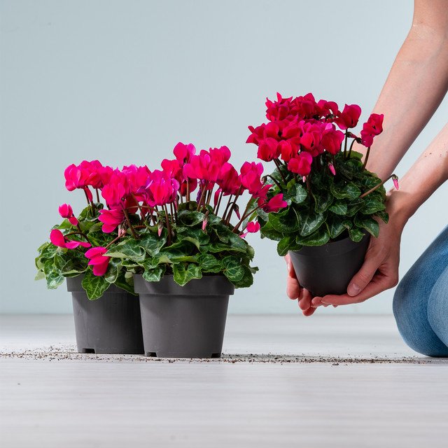 3er Set Cyclamen persicum Alpenveilchen von BLUME2000 in Pink - Bild 1