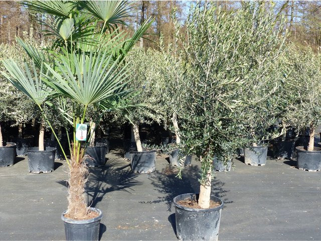Set aus winterhartem Olivenbaum Olea Europaea (Höhe: 180 - 220 cm) und Trachycarpus Palme (Höhe: 40 - 60 cm) - Bild 1