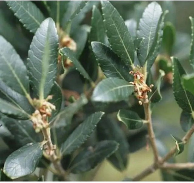 Breitblättrige Steinlinde Phillyrea latifolia als Zierbaum für den Garten, Höhe: 100-125 cm - Bild 1