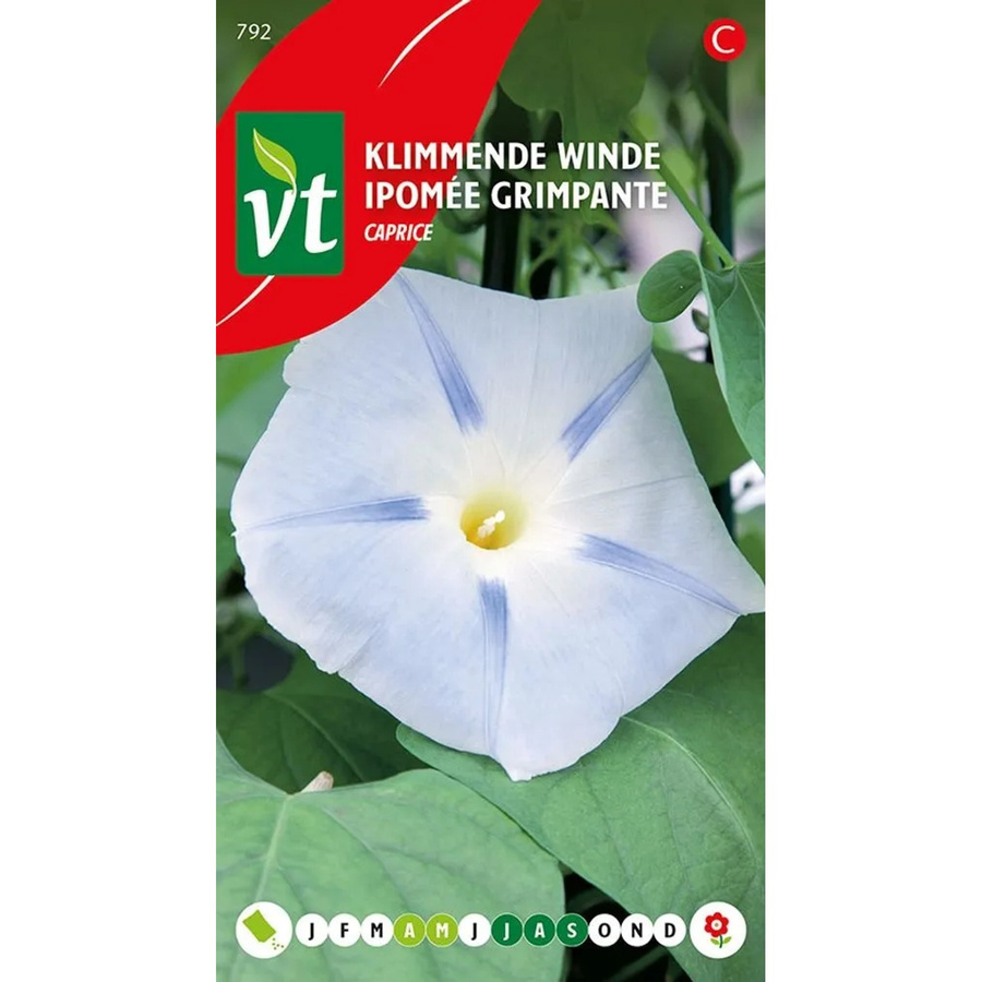 Arborix Prunkwinde Caprice Samen mit bunten Blüten, 0,75 g - Bild 2