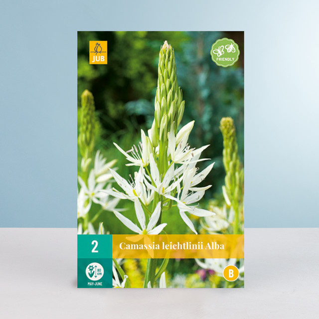 Prärielilie Alba Blumenzwiebeln von BLUME2000, 5 Stück - Bild 1
