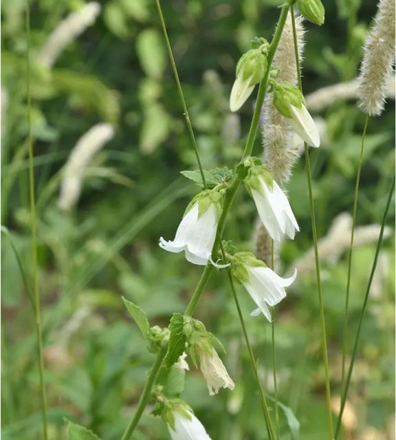 Weiße Kaukasus-Glockenblume Campanula alliariifolia von Nr-01.de als mehrjährige Pflanze im Topf - Bild 1