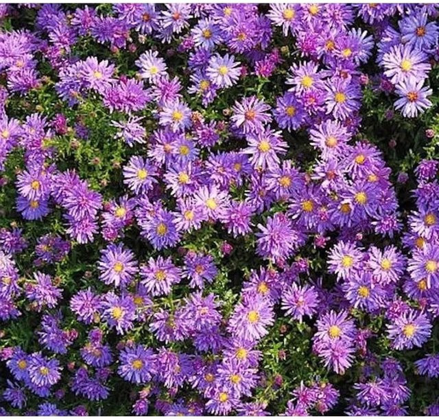 Kissenaster Blaue Lagune Aster dumosus Bodendecker in Blau und Violett - Bild 1