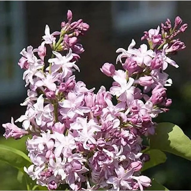 Edelflieder Flamingo Syringa vulgaris von Kircher-Collection in Pink, Höhe: 30-40 cm - Bild 1