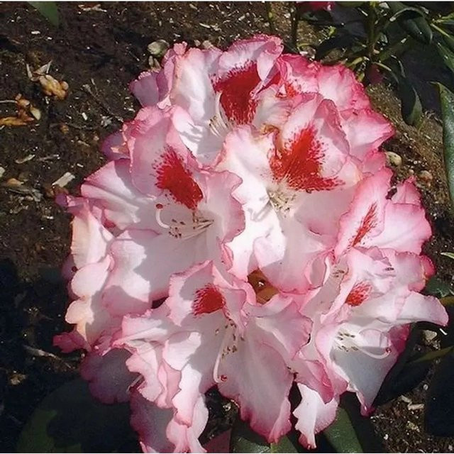 Großblumiger Rhododendron Hachmanns Charmants in Pink von Die Nr-01.de - Bild 1