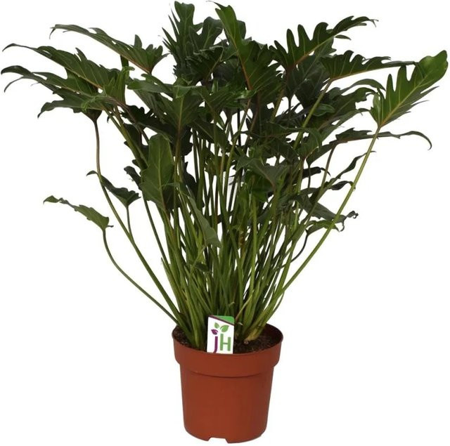 Exotenherz Philodendron Xanadu Zimmerpflanze in Grün, Höhe: 65 cm, Topf: 21 cm - Bild 1