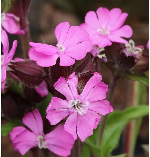 Silene vulgaris Taubenkropf Leimkraut als mehrjährige Staude für Naturgärten und Steingärten von Nr-01.de - Bild 1