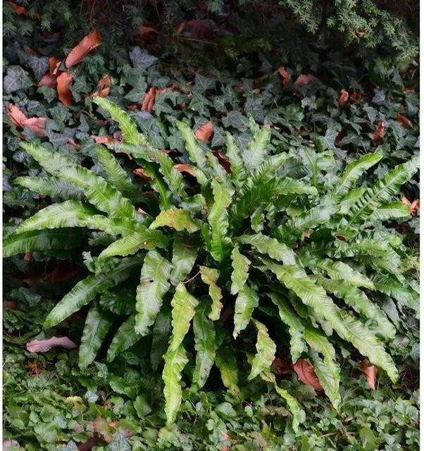 Hirschzungenfarn Undulata Asplenium scolopendrium Zimmerpflanze von Nr-01.de in Grün - Bild 1