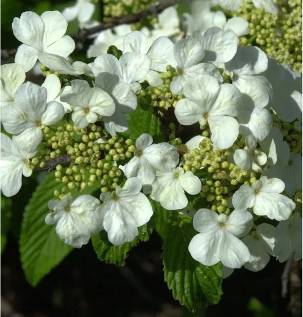 Filziger Schneeball Viburnum plicatum Strauch von Nr-01.de in Rot und Weiß, Höhe: 80-100 cm - Bild 1