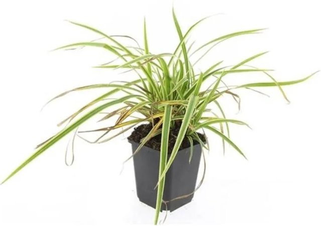 Exotenherz Set mit 60 Ziergras Pflanzen Carex Morrowii Aureovariegata Goldrand Segge in 9cm Töpfen, gelb-grün - Bild 1