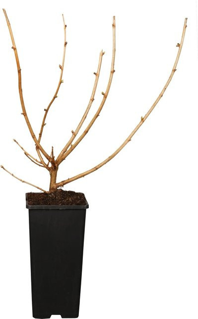 GROW by OBI Bio Jostabeere Schwarz Ribes x nidigrolaria Beerenstrauch im Topf - Bild 1