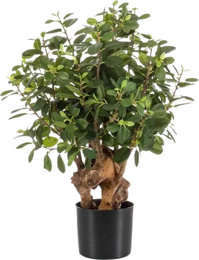 Künstlicher Ficus Panda Baum von Aplanta als Tischdeko - Bild 1