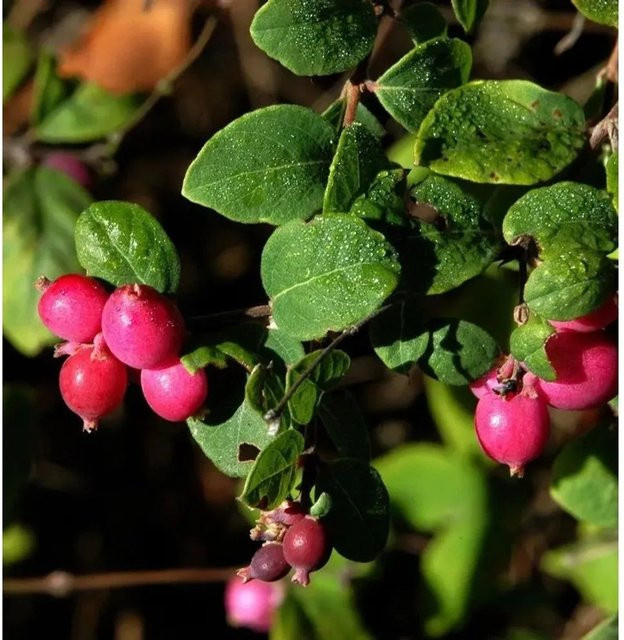 Symphoricarpos chenaultii Niedrige Purpurbeere, rosa Blütenstrauch für Garten und Kübel, Höhe: 30-40 cm - Bild 1