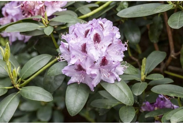 Rhododendron Hybr. Humboldt mit rosa Blüten, Höhe: 70–80 cm - Bild 1