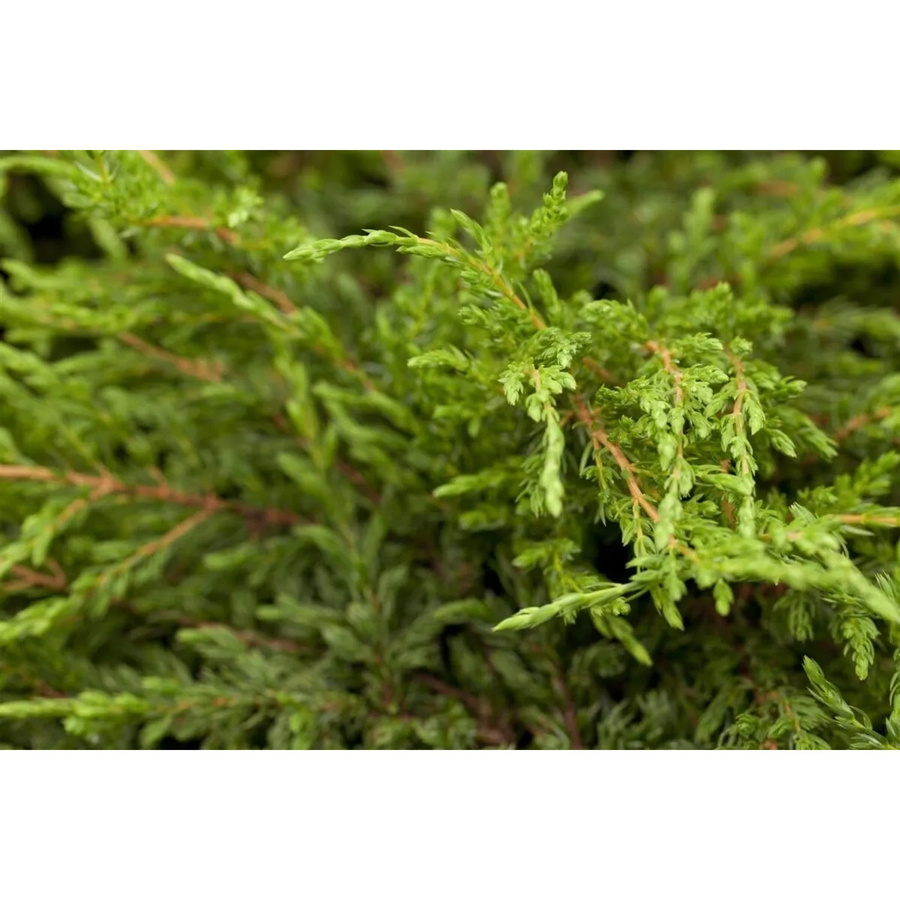 Juniperus Communis Repanda Kriech-Wacholder, Bodendecker in Grün, Blau und Silber, Höhe: 20 cm - Bild 2