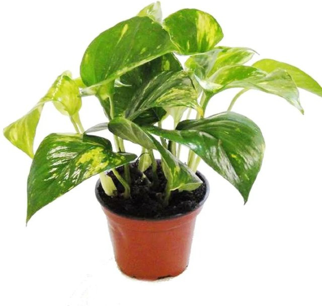 2er Set Exotenherz Efeutute Scindapsus Epipremnum Zimmerpflanze in Topf, Grün, Topfhöhe: 16 cm - Bild 1