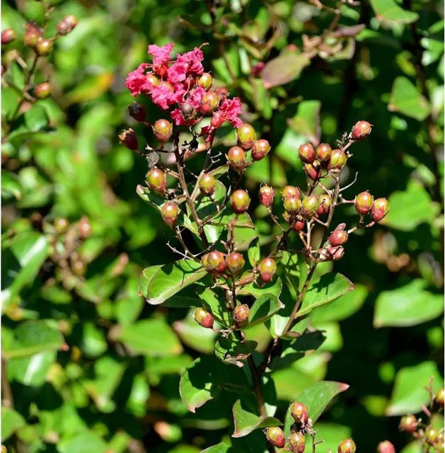 Lagerstroemia indica Chinesische Kräuselmyrte Nr-01.de, Zierstrauch in Pink, Höhe: 30-40 cm - Bild 1