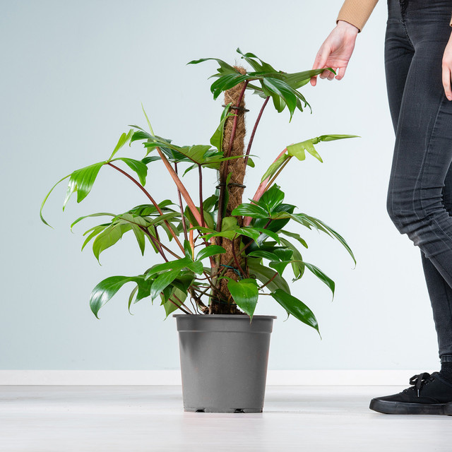 Philodendron Florida Green mit herzförmigen Blättern am Kokosstab von BLUME2000 in Grün - Bild 1