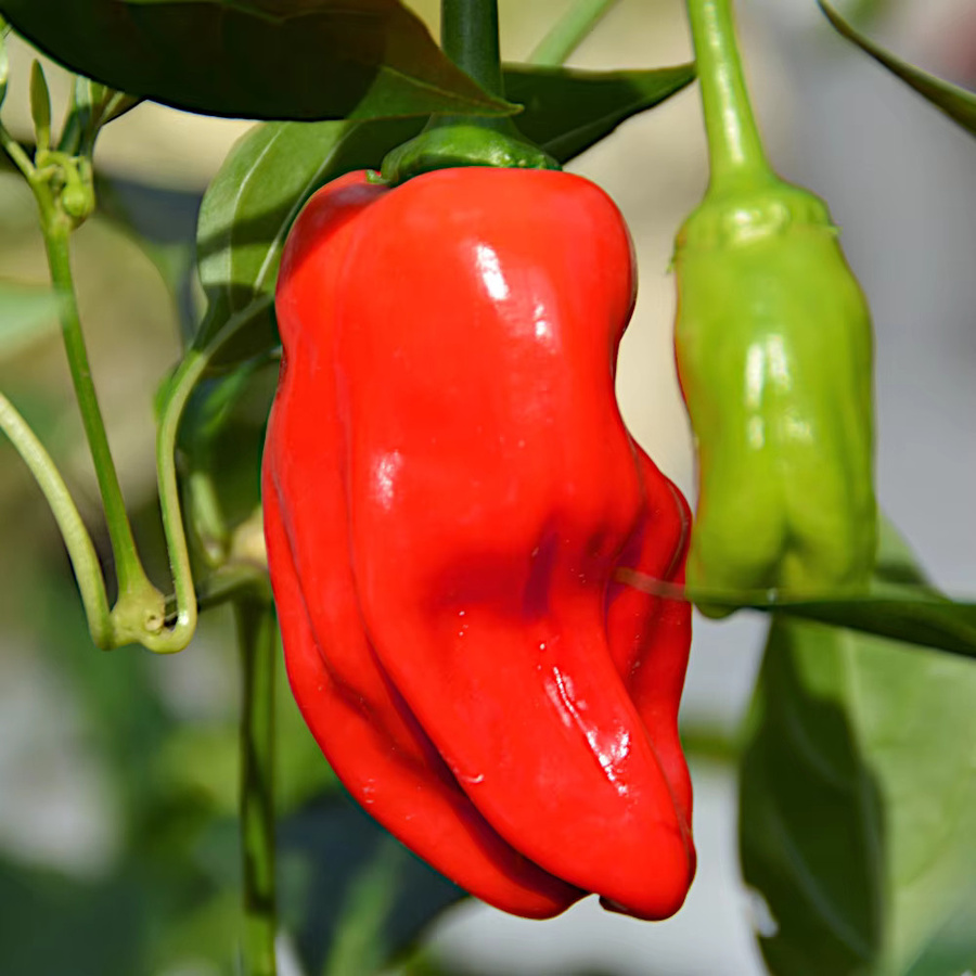 TORAF Habanero Rote Pfeffersamen scharf 0,2 g - Bild 3