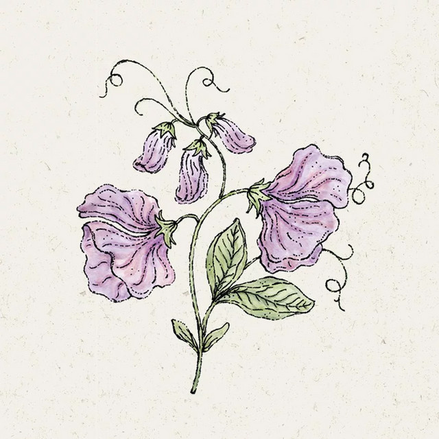 Jora Dahl Saatgut Duftwicke Elegance Lavender Kletterpflanze - Bild 1