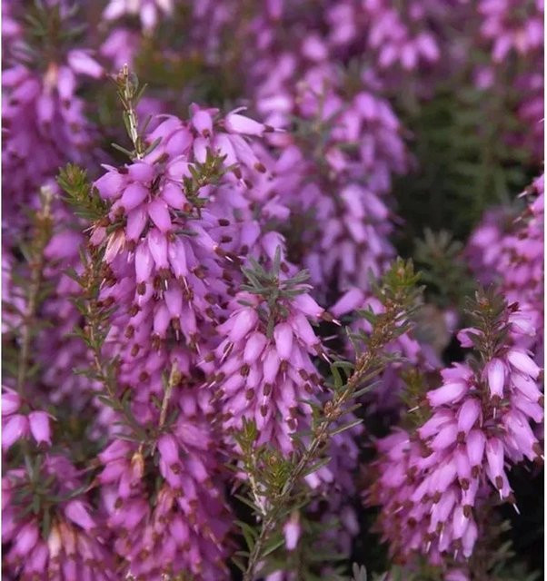 10x Winterheide Rosalie Erica carnea in Lila für den Balkon - Bild 1