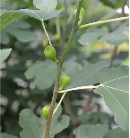 Echter Feigenbaum Ficus carica als Hochstamm von Nr-01.de, Höhe: 60-80 cm