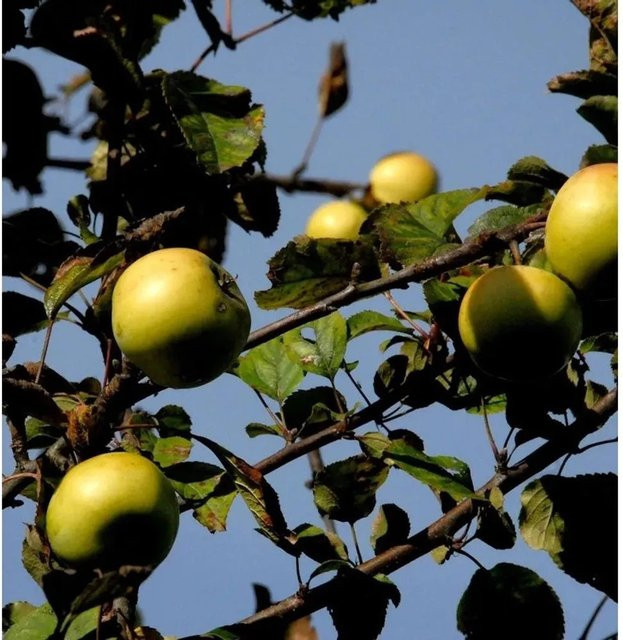 Apfelbaum Königsrenette von Nr-01.de, feinwürzig und edel, Höhe: 60-80 cm - Bild 1