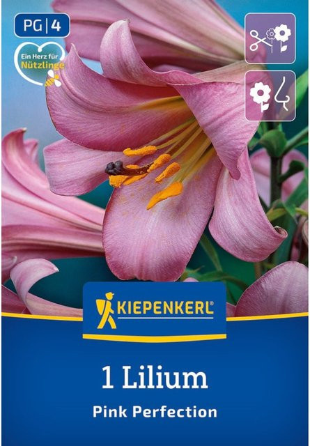 Kiepenkerl Trompeten-Lilie Pink Perfection Zwiebel in Violett und Pink - Bild 1