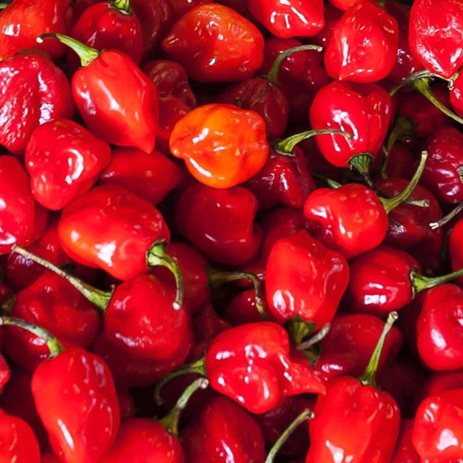 TORAF Habanero Rote Pfeffersamen scharf 0,2 g - Bild 2