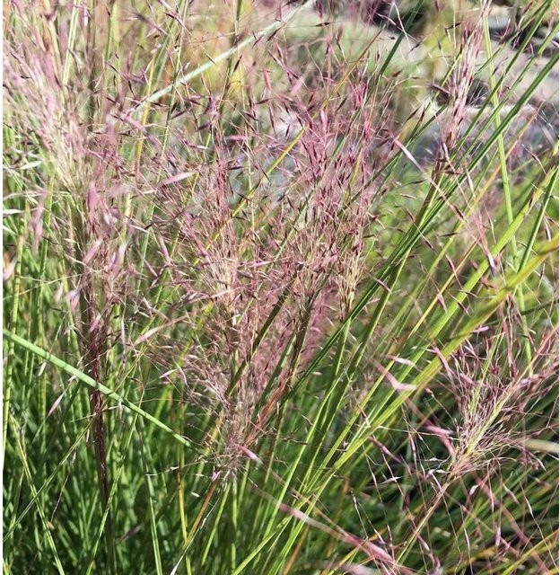 Muhlenbergia capillaris Rosa Haargras im Topf - Bild 1