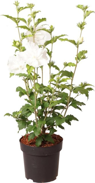 GROW by OBI Hibiskus White Chiffon Hibiscus syriacus im Topf, Höhe: 40 cm - Bild 1