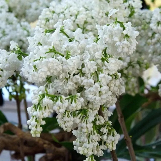 Hochstamm Edelflieder Miss Ellen Willmott Syringa vulgaris in Weiß und Grün, Höhe: 80-100 cm - Bild 1