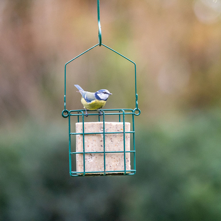 CJ Wildlife Energieblock mit Samenmischung als Vogelfutter - Bild 2