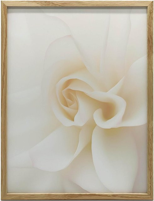 Harmony Posters Wandbild Ätherische Weiße der Rose in Weiß auf mattem Papier mit dunkelbraunem Holzrahmen, B: 30 cm, H: 40 cm - Bild 1