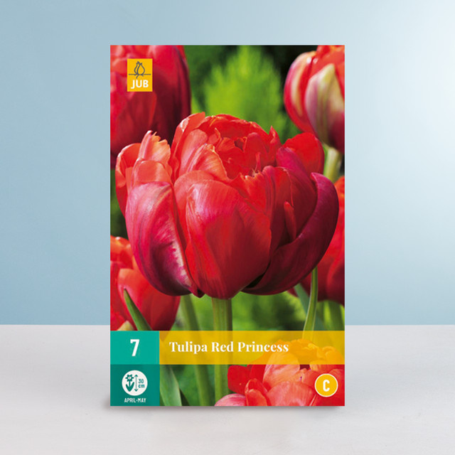 Gefüllte späte Tulpe Red Princess von BLUME2000 mit 7 Zwiebeln - Bild 1