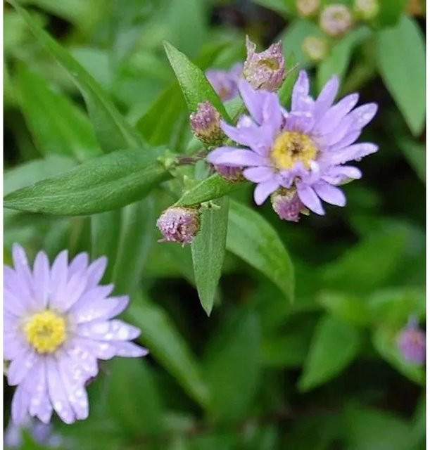 Glattblattaster Blaue Nachhut Aster novi belgii in Blau und Violett für den Garten - Bild 1