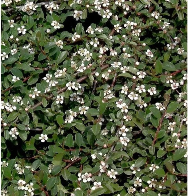 10er Set Cotoneaster dammeri Zwergmispel Radicans als Bodendecker, Höhe: 10-15 cm - Bild 1