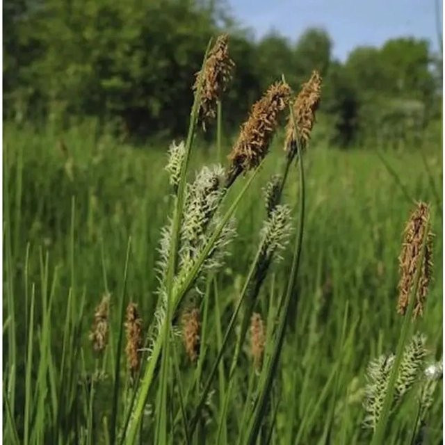 Schwarzbraune Segge Carex nigra als mehrjährige Staude und Bodendecker in den Farben Schwarz, Braun und Grün - Bild 1