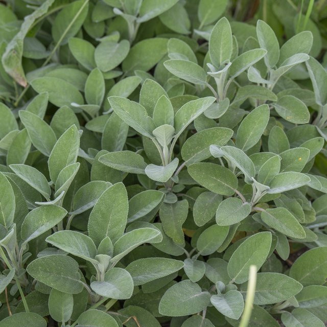 Salbei Berggarten violett als mehrjährige Gartenpflanze für den Außenbereich - Bild 1