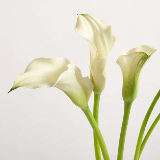 Blume2000 Calla weiß bunch - Bild 1