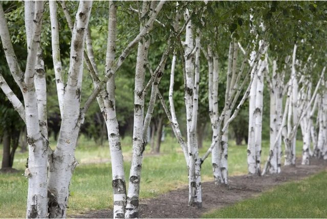 Himalaya-Birke Betula utilis von Pflanzen für dich, Höhe: 100–150 cm - Bild 1