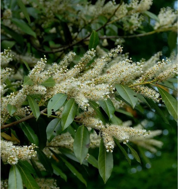 Breitwachsende Lorbeerkirsche Otto Luyken Prunus laurocerasus als Heckenpflanze, Höhe: 60-80 cm - Bild 1