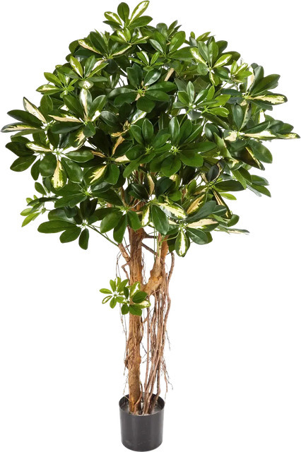 Künstliche Schefflera Owen von Aplanta, Höhe: 170 cm - Bild 1