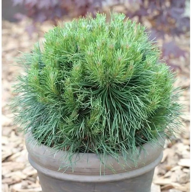 Kompakte Kugelkiefer Varella Pinus mugo in Grün für Garten und Kübel - Bild 1