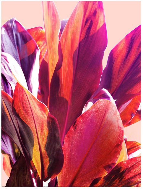 Gemma Bardot Tropical Leaves Papierdruck, Schwarz, Breite: 40 cm, Höhe: 30 cm - Bild 1