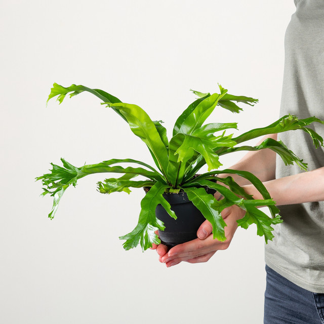 Asplenium antiquum Crissie Zimmerpflanze von BLUME2000, Grün - Bild 1