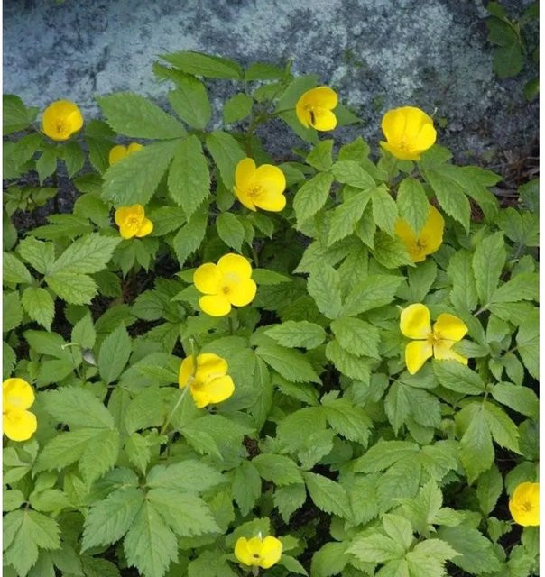 Hylomecon japonica Japanischer Waldmohn gelbe Staude für den Garten - Bild 1