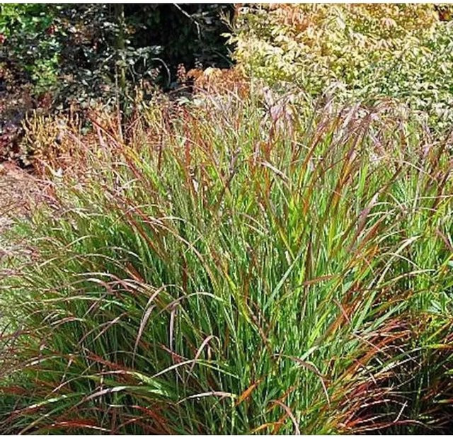 Rutenhirse Panicum virgatum in Rehbraun als mehrjährige Zierpflanze für den Garten - Bild 1