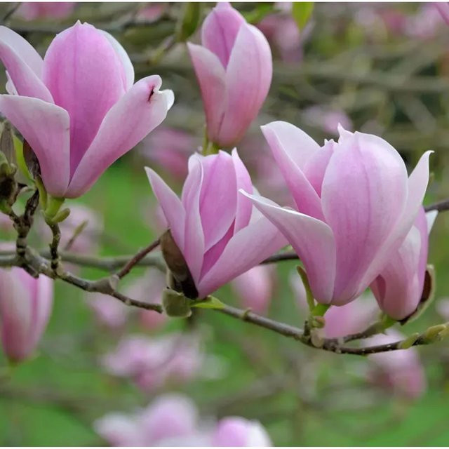Magnolia soulangiana Heaven Scent Strauch in Weiß, Rosa und Pink von Nr-01.de, Höhe: 100-125 cm - Bild 1