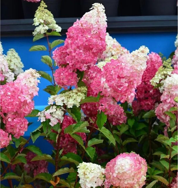 Rispenhortensie Fraise Melba Hydrangea paniculata von Nr-01.de in Weiß, Rot und Pink, Höhe: 80-100 cm - Bild 1